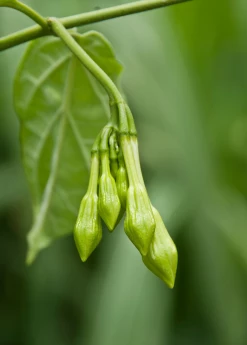 Sow Exotic Medicinal & Culinary Herbs Loroco (Fernaldia Pandurata)