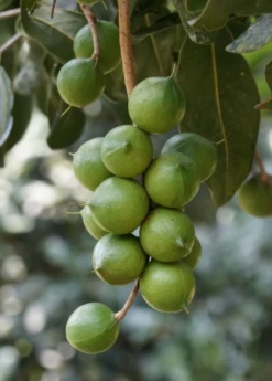 Sow Exotic Macadamia 'Queen Anne' (Macadamia Integrifolia) Tropical Fruit & Spice Trees