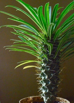 Sow Exotic Madagascar Spiny Palm (Pachypodium Lamerei) New Arrivals