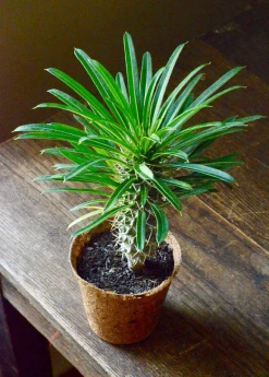 Sow Exotic Madagascar Spiny Palm (Pachypodium Lamerei) New Arrivals