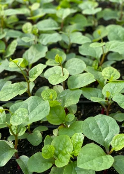Sow Exotic Medicinal & Culinary Herbs Malabar Spinach (Basella Alba) 7 Sow Exotic Medicinal & Culinary Herbs Malabar Spinach (Basella Alba)