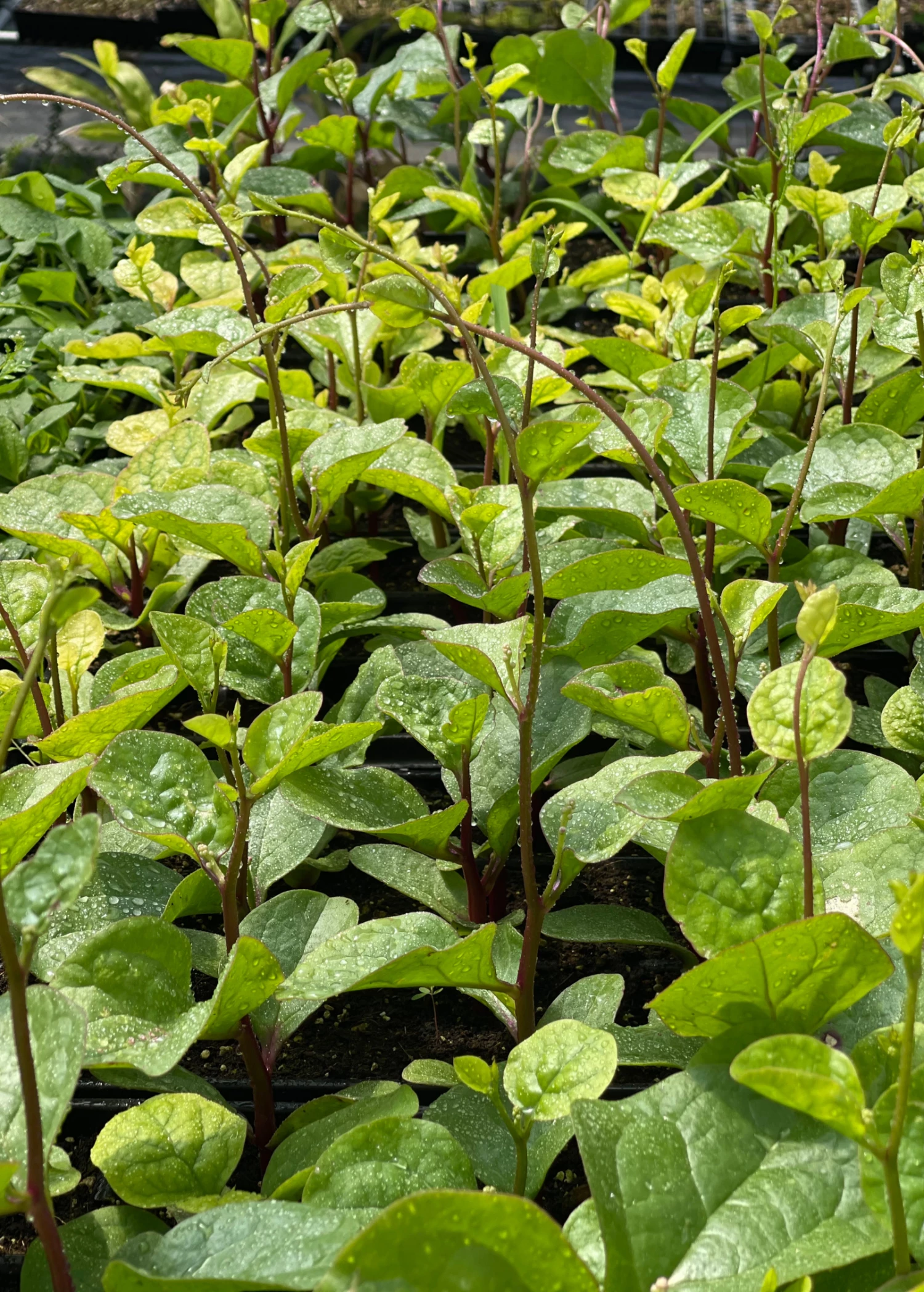 Sow Exotic Medicinal & Culinary Herbs Malabar Spinach (Basella Alba) 1 Sow Exotic Medicinal & Culinary Herbs Malabar Spinach (Basella Alba)