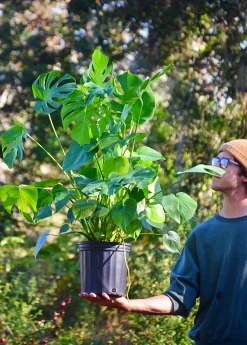 Sow Exotic Monstera Deliciosa, Swiss Cheese Plant Rare Fruiting Plants 14 Sow Exotic Monstera Deliciosa, Swiss Cheese Plant Rare Fruiting Plants