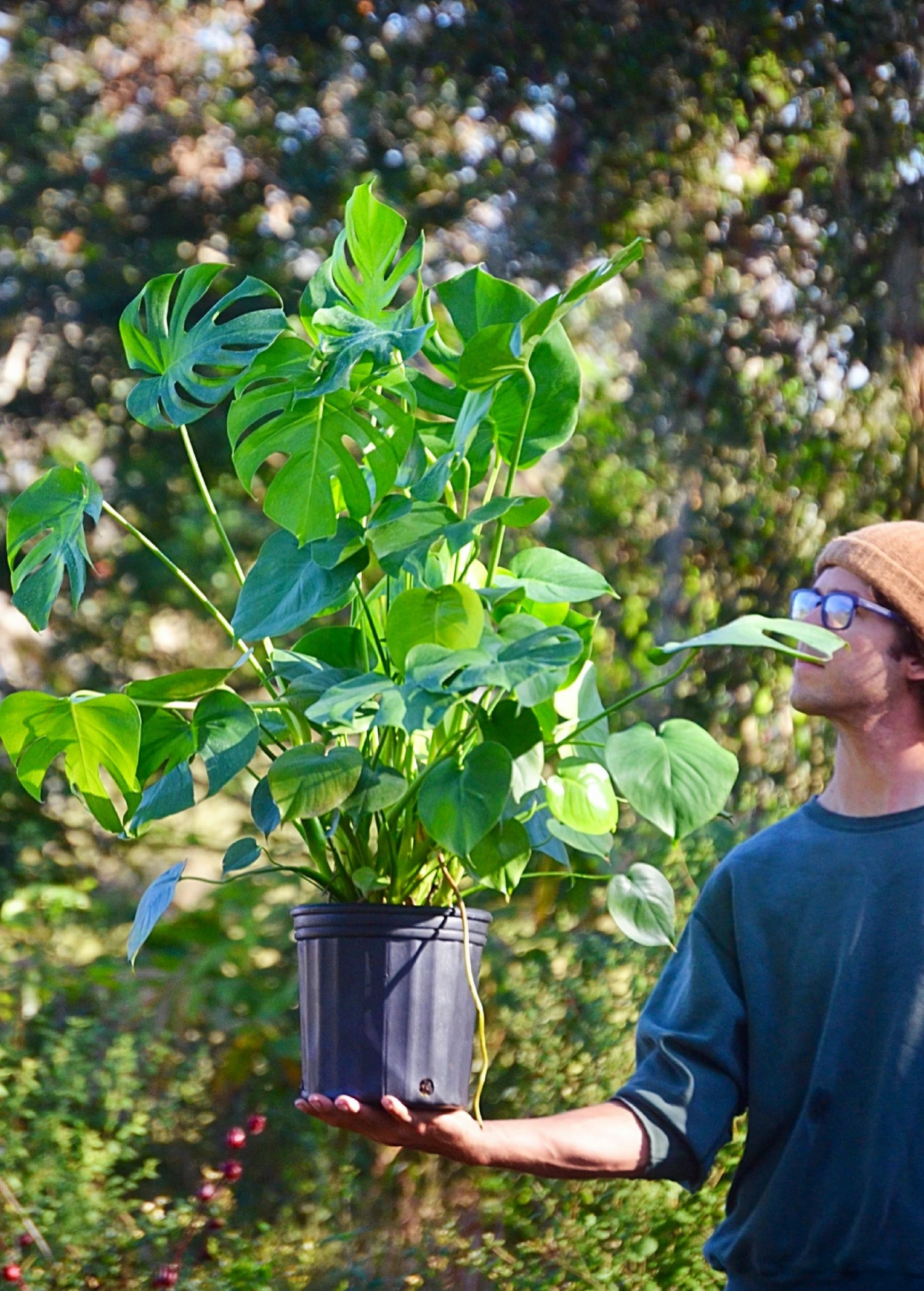 Sow Exotic Monstera Deliciosa, Swiss Cheese Plant Rare Fruiting Plants 7 Sow Exotic Monstera Deliciosa, Swiss Cheese Plant Rare Fruiting Plants