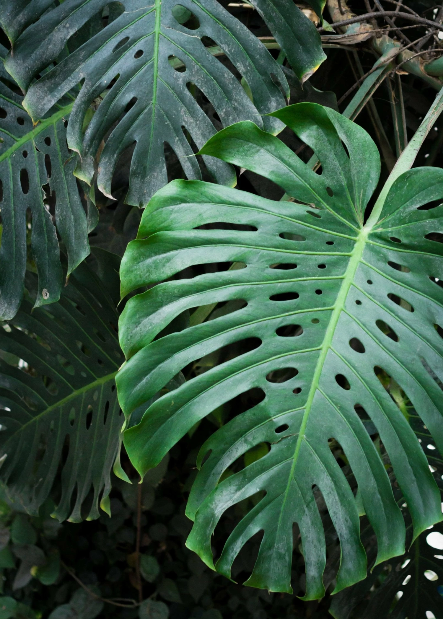 Sow Exotic Monstera Deliciosa, Swiss Cheese Plant Rare Fruiting Plants 2 Sow Exotic Monstera Deliciosa, Swiss Cheese Plant Rare Fruiting Plants