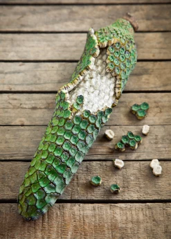 Sow Exotic Monstera Deliciosa, Swiss Cheese Plant Rare Fruiting Plants 12 Sow Exotic Monstera Deliciosa, Swiss Cheese Plant Rare Fruiting Plants