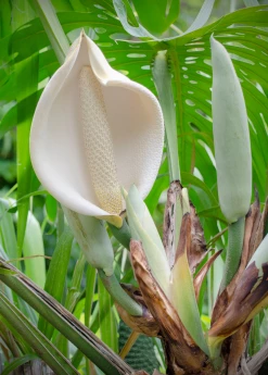 Sow Exotic Monstera Deliciosa, Swiss Cheese Plant Rare Fruiting Plants 10 Sow Exotic Monstera Deliciosa, Swiss Cheese Plant Rare Fruiting Plants