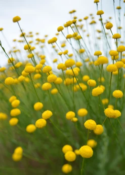 Sow Exotic Medicinal & Culinary Herbs Olive Herb (Santolina Rosmarinifolia)