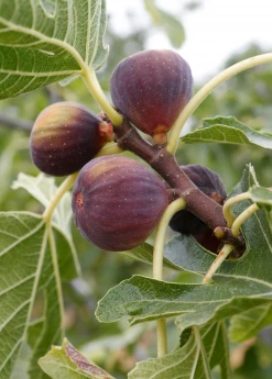 Sow Exotic Fig 'Olympian' (Ficus Carica) Tropical Fruit & Spice Trees