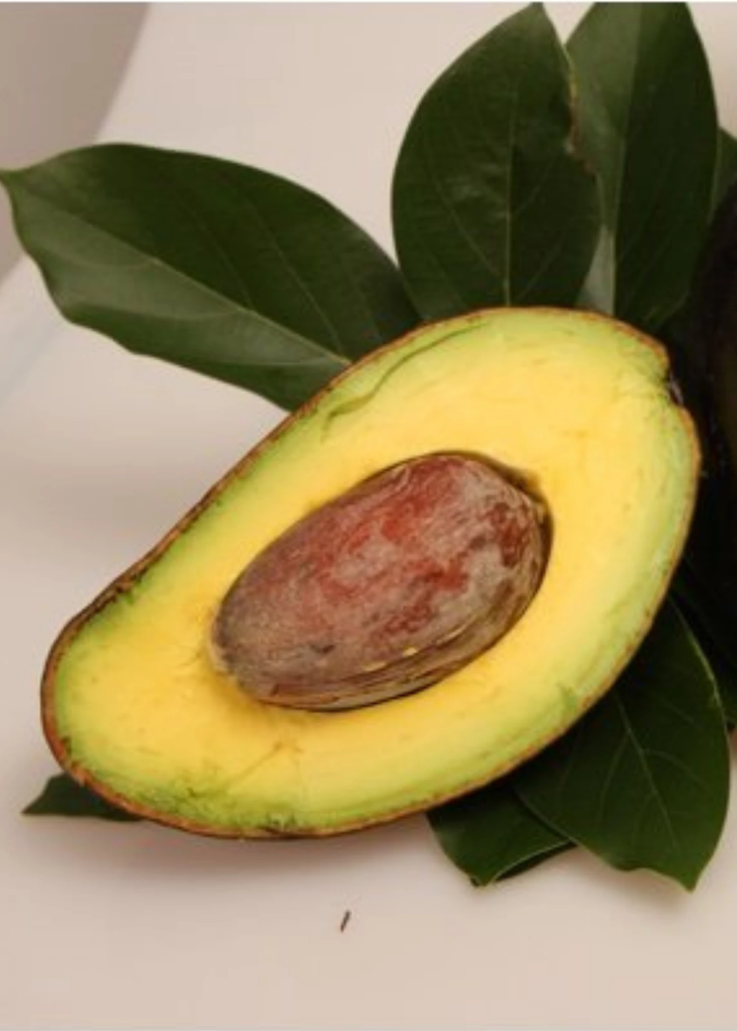 Sow Exotic Tropical Fruit & Spice Trees Avocado 'Oro Negro' (Persea Americana) 1 Sow Exotic Tropical Fruit & Spice Trees Avocado 'Oro Negro' (Persea Americana)