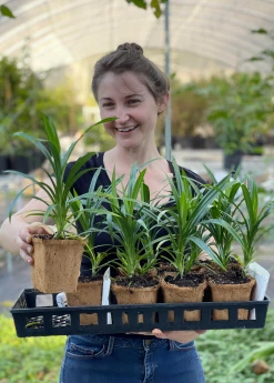 Sow Exotic Pandan Leaf (Pandanus Amaryllifolius)