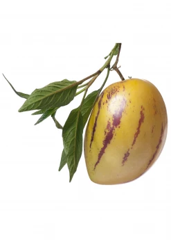 Sow Exotic Pepino Dulce (Solanum Muricatum) Rare Fruiting Plants 9 Sow Exotic Pepino Dulce (Solanum Muricatum) Rare Fruiting Plants