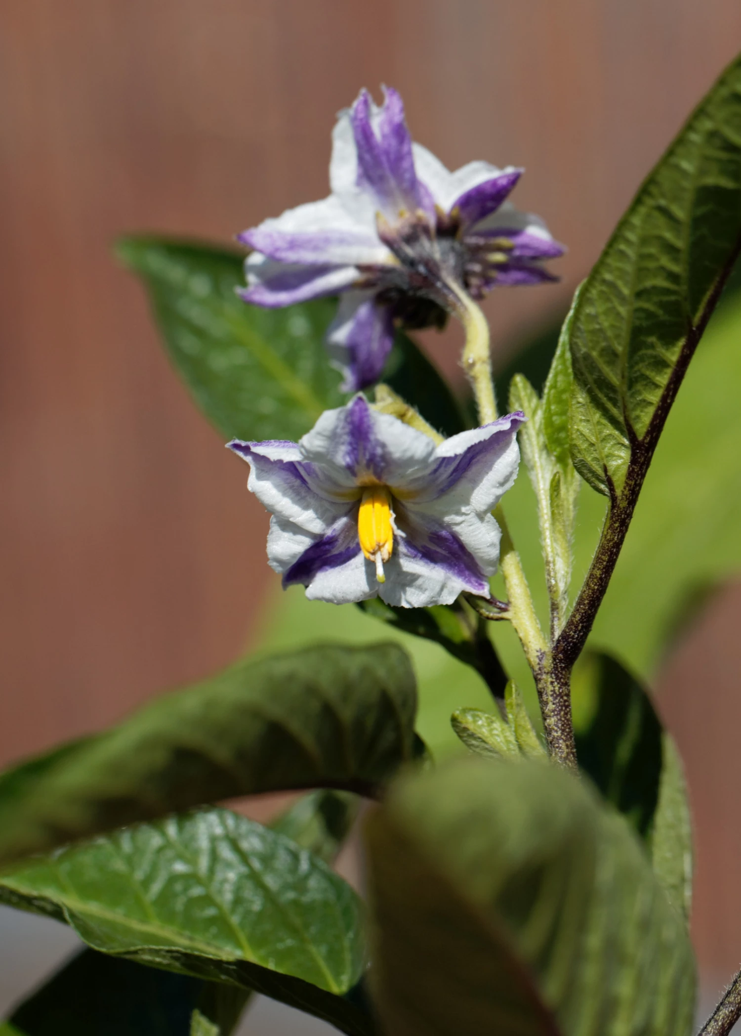 Sow Exotic Pepino Dulce (Solanum Muricatum) Rare Fruiting Plants 3 Sow Exotic Pepino Dulce (Solanum Muricatum) Rare Fruiting Plants