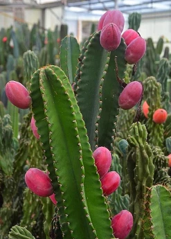 Sow Exotic Peruvian Apple Cactus (Cereus Repandus)