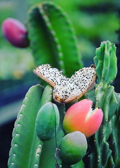 Sow Exotic Peruvian Apple Cactus (Cereus Repandus)