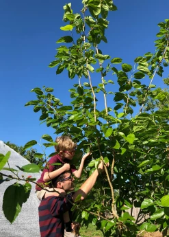 Sow Exotic Mulberry 'Shangri La' (Morus Alba X Rubra) Tropical Fruit & Spice Trees