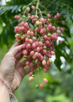 Sow Exotic Pink Wampee (Clausena Excavata) Tropical Fruit & Spice Trees