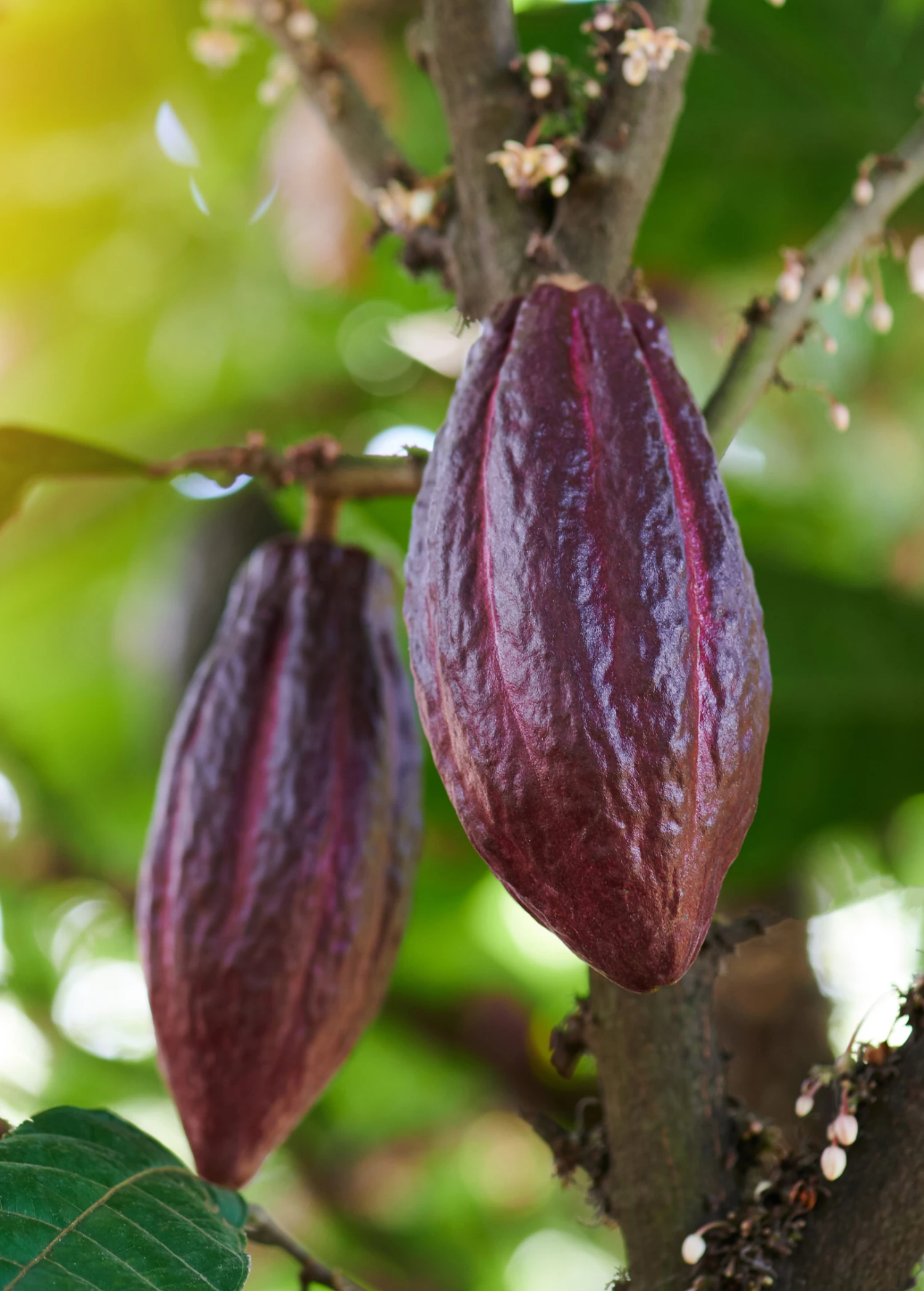Sow Exotic Red Cacao (Theobroma Cacao) 3 Sow Exotic Red Cacao (Theobroma Cacao)
