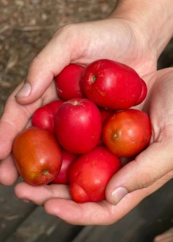 Sow Exotic Tropical Fruit & Spice Trees Red Jocote, Ciruela (Spondias Purpurea)