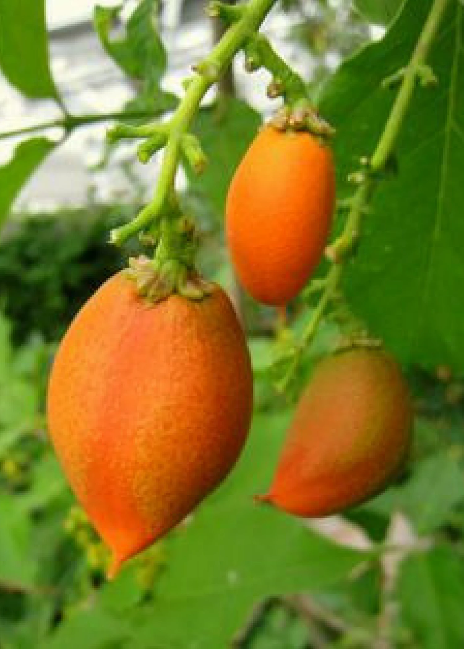 Sow Exotic Tropical Fruit & Spice Trees Peanut Butter Fruit (Bunchosia Argentea) 6 Sow Exotic Tropical Fruit & Spice Trees Peanut Butter Fruit (Bunchosia Argentea)