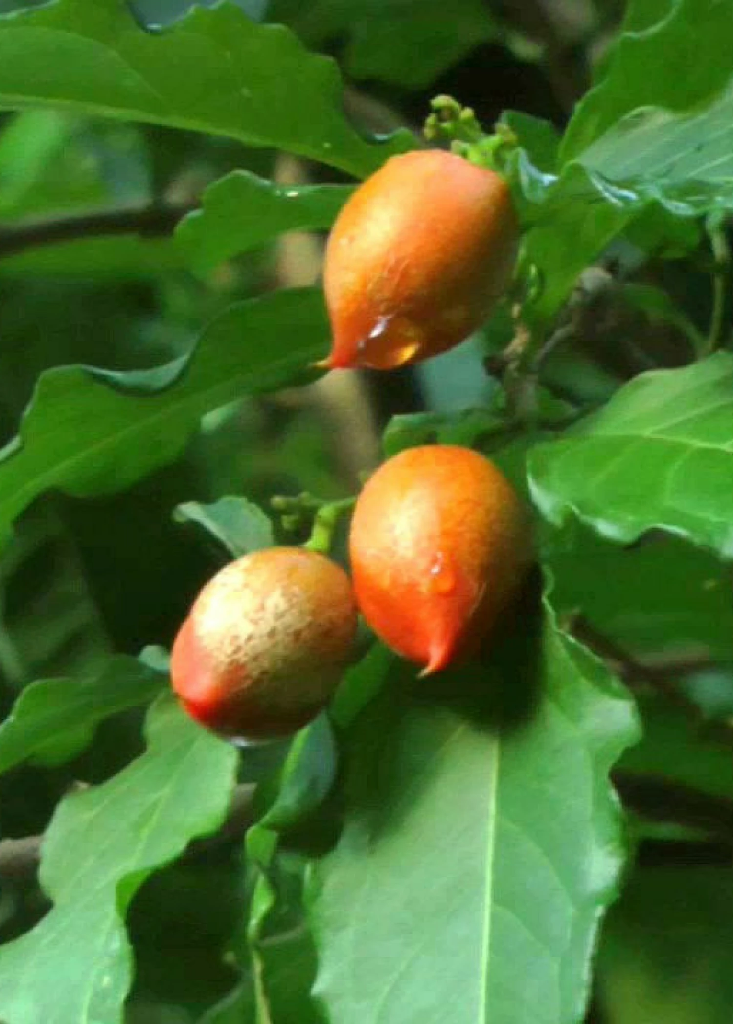 Sow Exotic Tropical Fruit & Spice Trees Peanut Butter Fruit (Bunchosia Argentea) 5 Sow Exotic Tropical Fruit & Spice Trees Peanut Butter Fruit (Bunchosia Argentea)
