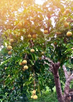 Sow Exotic Tropical Fruit & Spice Trees Santol (Sandoricum Koetjape)