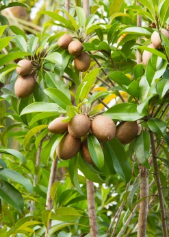 Sow Exotic Sapodilla 'Alano' (Manilkara Zapota) Tropical Fruit & Spice Trees