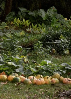 Sow Exotic Seminole Pumpkin (Cucurbita Moschata) Rare Fruiting Plants