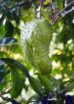 Sow Exotic Tropical Fruit & Spice Trees Soursop (Annona Muricata) 5 Sow Exotic Tropical Fruit & Spice Trees Soursop (Annona Muricata)