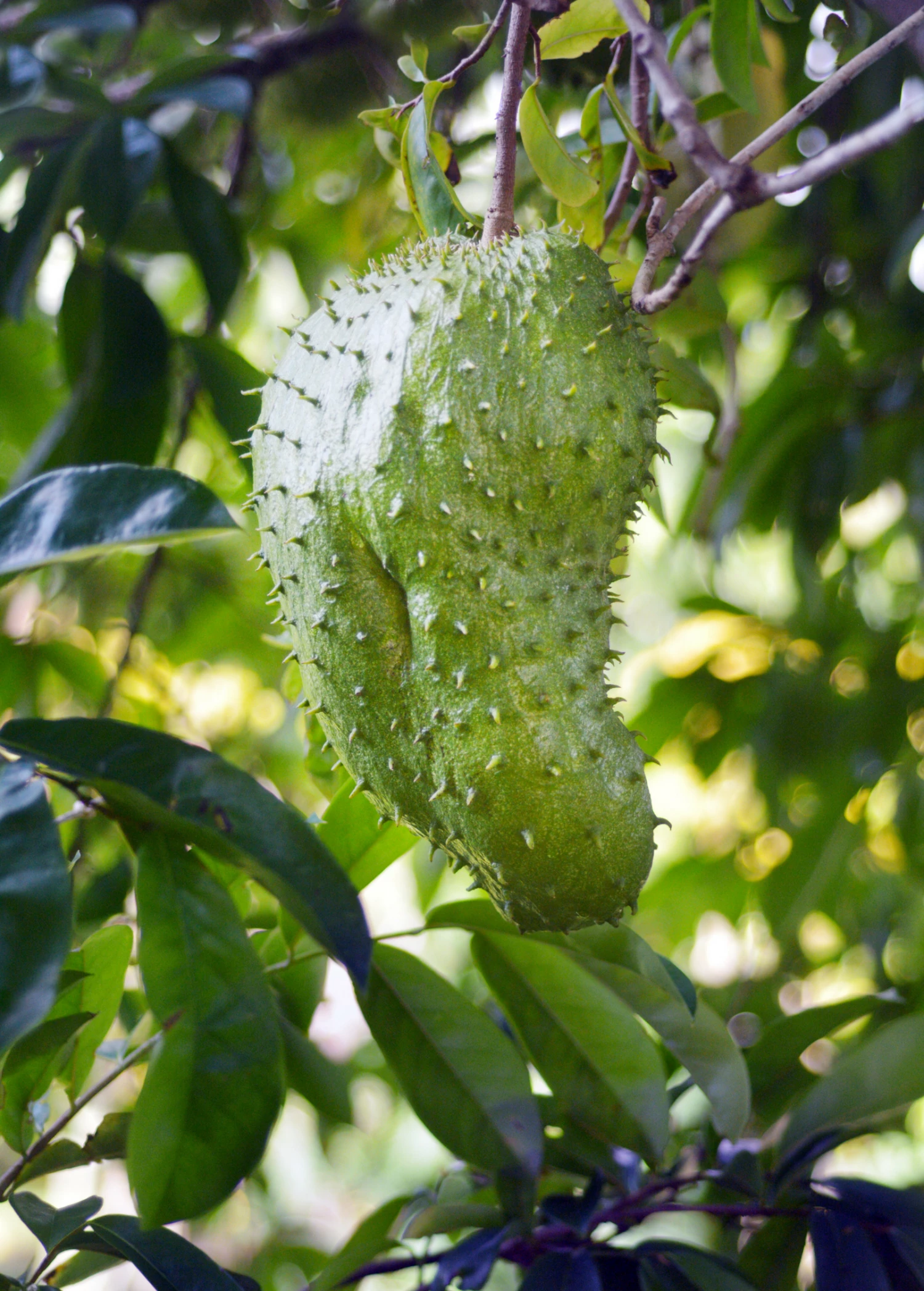 Sow Exotic Tropical Fruit & Spice Trees Soursop (Annona Muricata) 3 Sow Exotic Tropical Fruit & Spice Trees Soursop (Annona Muricata)