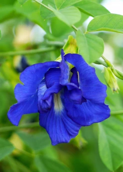 Sow Exotic Butterfly Pea (Clitoria Ternatea)