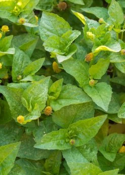 Sow Exotic Electric Daisy Toothache Plant (Spilanthes Acmella) Medicinal & Culinary Herbs