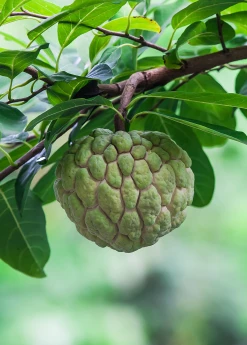 Sow Exotic Tropical Fruit & Spice Trees Sugar Apple Seedling (Annona Squamosa)