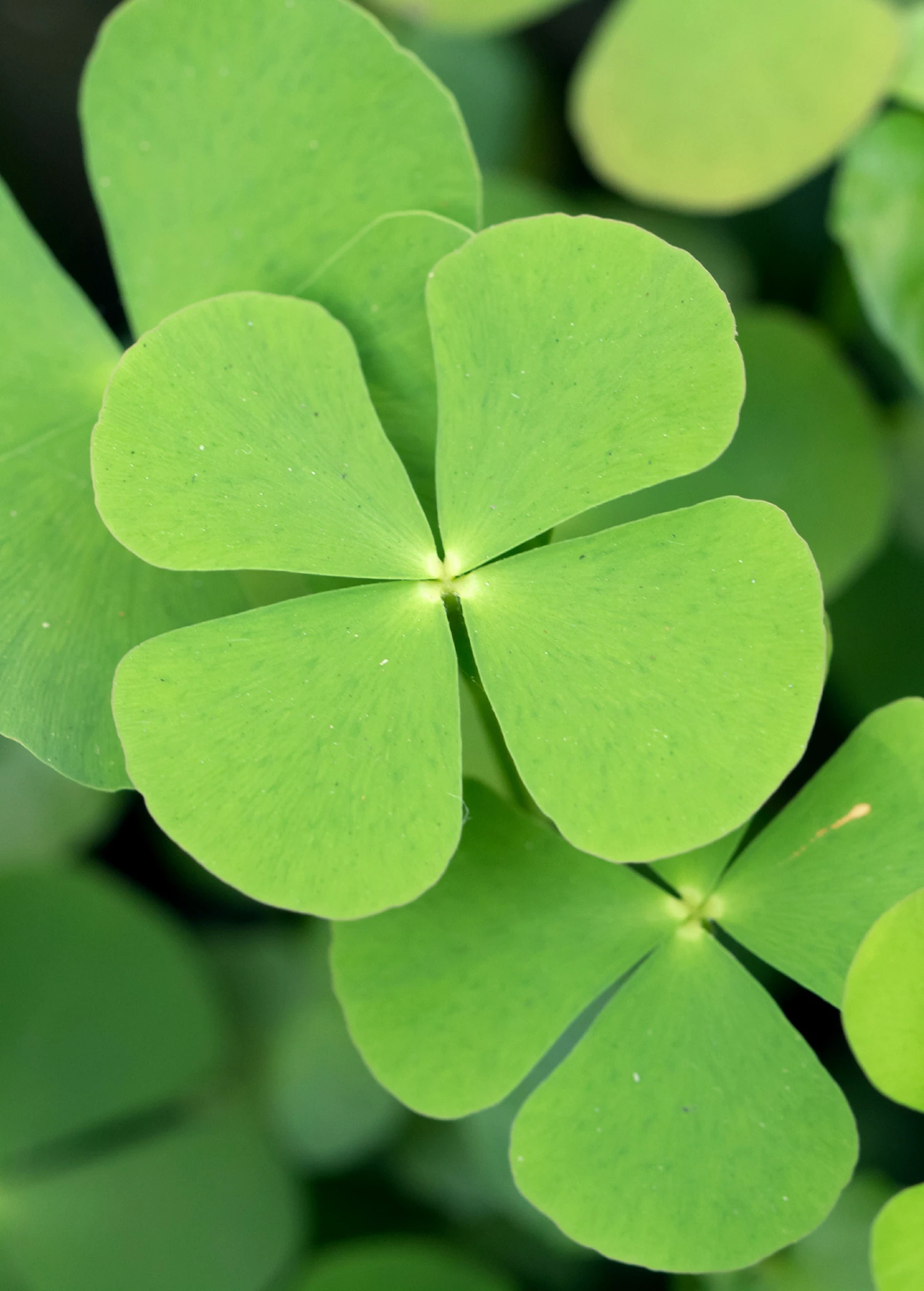 Sow Exotic Sushni (Marsilea Minuta) Medicinal & Culinary Herbs 2 Sow Exotic Sushni (Marsilea Minuta) Medicinal & Culinary Herbs