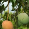 Sow Exotic Mango 'Tebow' (Mangifera Indica) Tropical Fruit & Spice Trees