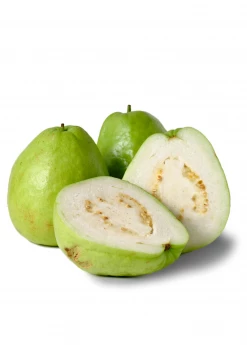 Sow Exotic Tropical Fruit & Spice Trees Guava, Thai White (Psidium Guajava)