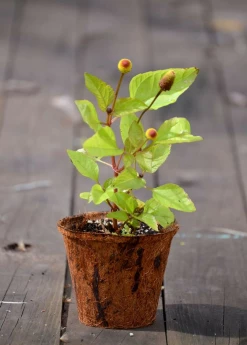 Sow Exotic Electric Daisy Toothache Plant (Spilanthes Acmella) Medicinal & Culinary Herbs