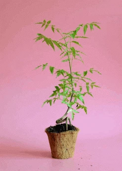 Sow Exotic Plants Of India Bundle 🇮🇳 New Arrivals