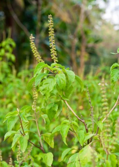 Sow Exotic Tulsi 'Vana' (Ocimum Gratissimum) Medicinal & Culinary Herbs