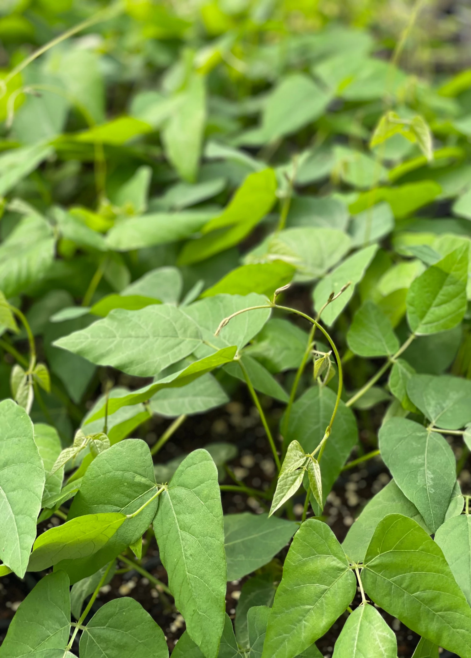 Sow Exotic Medicinal & Culinary Herbs Velvet Bean (Mucuna Pruriens) 4 Sow Exotic Medicinal & Culinary Herbs Velvet Bean (Mucuna Pruriens)