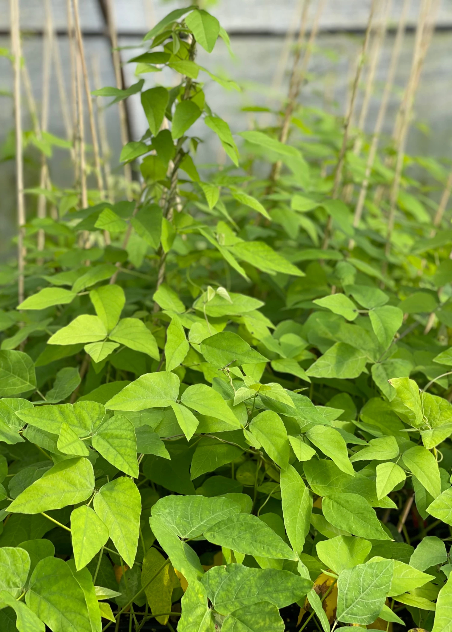 Sow Exotic Medicinal & Culinary Herbs Velvet Bean (Mucuna Pruriens) 2 Sow Exotic Medicinal & Culinary Herbs Velvet Bean (Mucuna Pruriens)