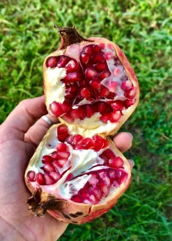 Sow Exotic Pomegranate 'Vietnamese Pink' (Punica Granatum) Tropical Fruit & Spice Trees