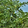 Sow Exotic Guava, Wild Florida (Psidium Guajava)