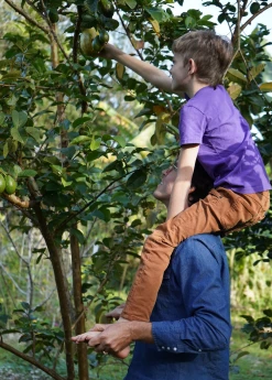 Sow Exotic Guava, Wild Florida (Psidium Guajava)