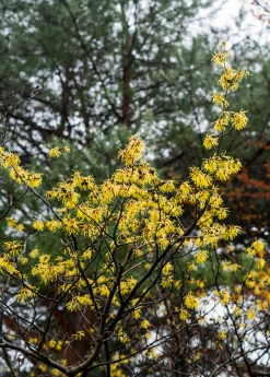 Sow Exotic Medicinal & Culinary Herbs Witch-hazel (Hamamelis Virginiana)