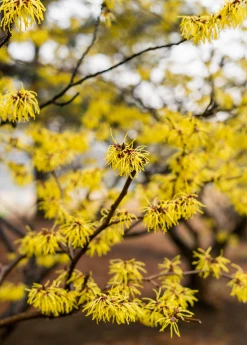 Sow Exotic Medicinal & Culinary Herbs Witch-hazel (Hamamelis Virginiana)