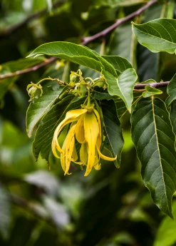Sow Exotic Ylang Ylang (Cananga Odorata)
