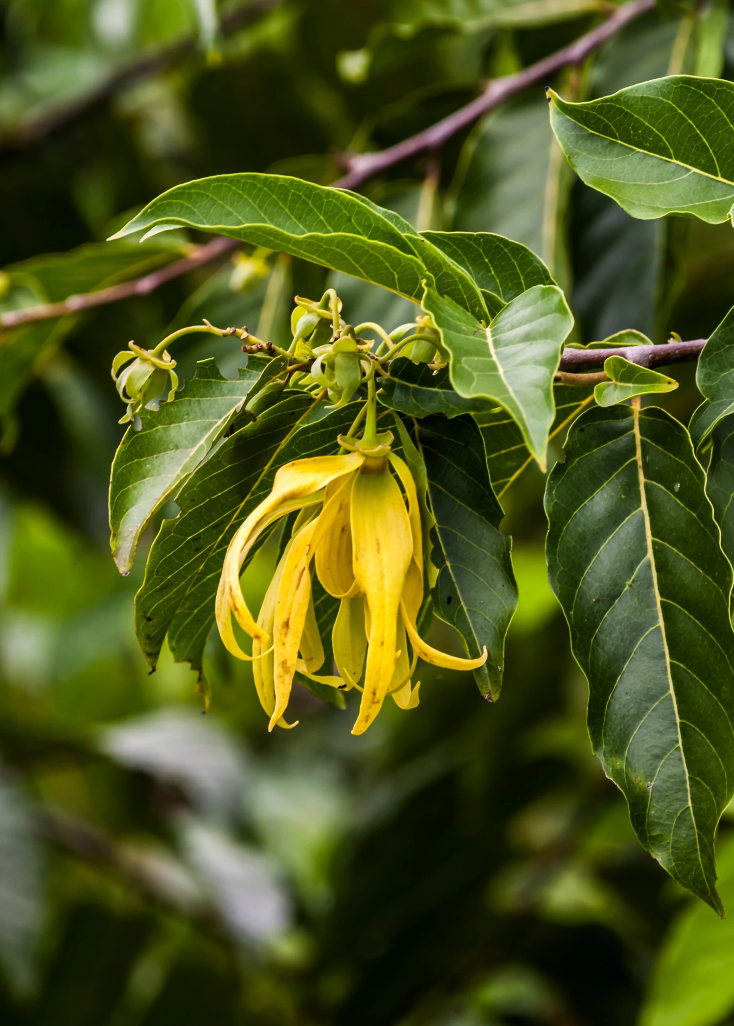 Sow Exotic Ylang Ylang (Cananga Odorata) 1 Sow Exotic Ylang Ylang (Cananga Odorata)